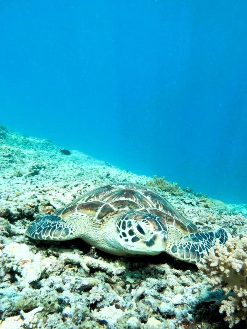Gili Mesari Cottages & Homestay ギリ・トラワンガン エクステリア 写真