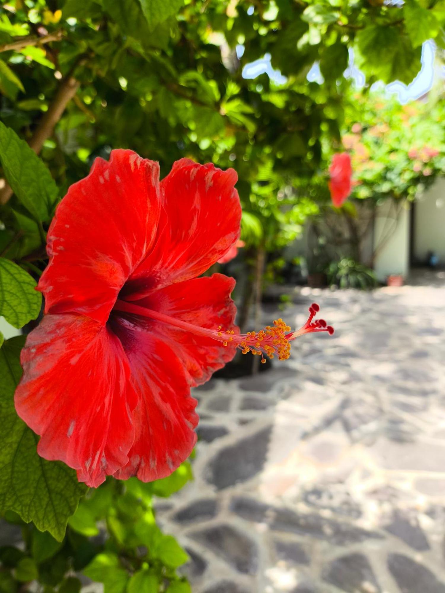 Gili Mesari Cottages & Homestay ギリ・トラワンガン エクステリア 写真