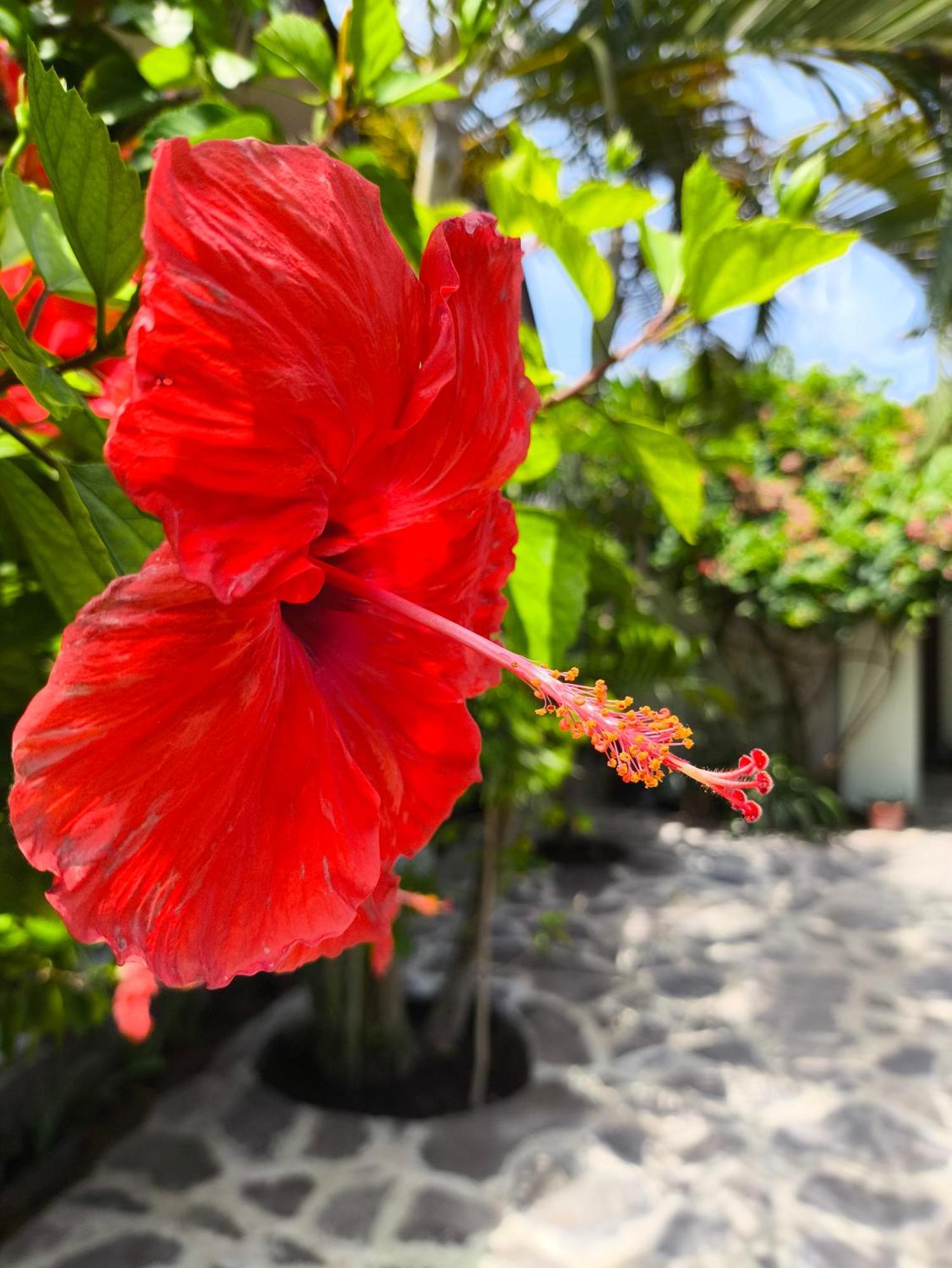 Gili Mesari Cottages & Homestay ギリ・トラワンガン エクステリア 写真